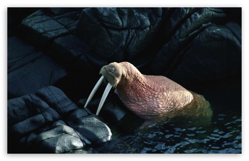 walrus wallpaper