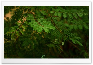 Wander In Green Ultra HD Wallpaper for 4K UHD Widescreen desktop, tablet & smartphone