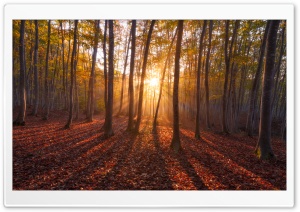 Warm Sunrise. Forest Ultra HD Wallpaper for 4K UHD Widescreen desktop, tablet & smartphone