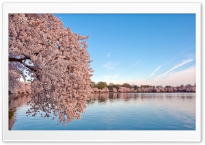 Washington DC Cherry Blossom Ultra HD Wallpaper for 4K UHD Widescreen desktop, tablet & smartphone