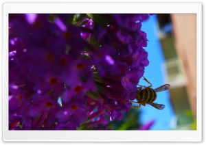 Wasp Ultra HD Wallpaper for 4K UHD Widescreen desktop, tablet & smartphone