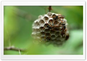 Wasp Hives Ultra HD Wallpaper for 4K UHD Widescreen desktop, tablet & smartphone