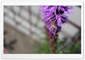 Wasp in a Flower Ultra HD Wallpaper for 4K UHD Widescreen desktop, tablet & smartphone