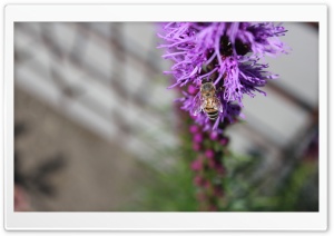 Wasp in a Flower Ultra HD Wallpaper for 4K UHD Widescreen Desktop, Lockscreen, Screensaver, TV, Tablet, Smartphone