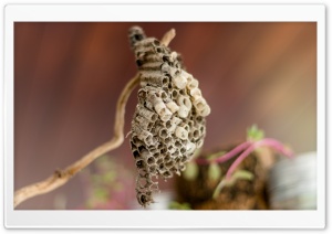 Wasp Nest Ultra HD Wallpaper for 4K UHD Widescreen Desktop, Lockscreen, Screensaver, TV, Tablet, Smartphone