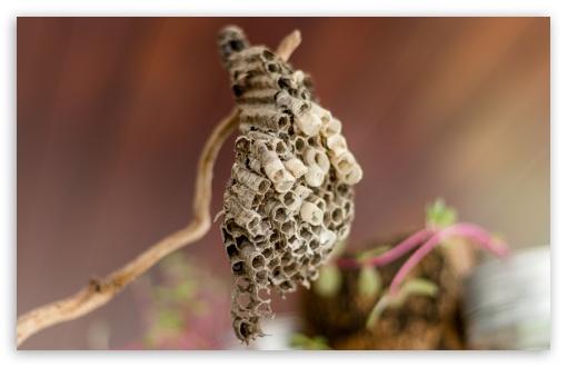 Wasp Nest UltraHD Wallpaper for UHD 16:9 ; HD 16:9 ; Widescreen 16:10 5:3 ; Fullscreen 3:2 ;