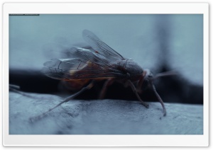 Wasp wallpapers ART.IRBIS Production Ultra HD Wallpaper for 4K UHD Widescreen desktop, tablet & smartphone