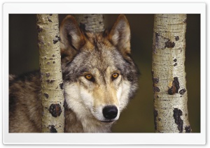 Watcher In The Woods Grey Wolf Ultra HD Wallpaper for 4K UHD Widescreen desktop, tablet & smartphone