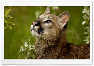 Watchful Cougar Montana Ultra HD Wallpaper for 4K UHD Widescreen desktop, tablet & smartphone