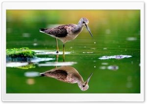 Water Bird Ultra HD Wallpaper for 4K UHD Widescreen desktop, tablet & smartphone
