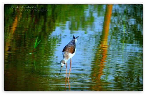 Water Bird - Shoaib Photography UltraHD Wallpaper for Widescreen 16:10 5:3 WHXGA WQXGA WUXGA WXGA WGA ; Fullscreen 4:3 5:4 3:2 UXGA XGA SVGA QSXGA SXGA DVGA HVGA HQVGA ( Apple PowerBook G4 iPhone 4 3G 3GS iPod Touch ) ;