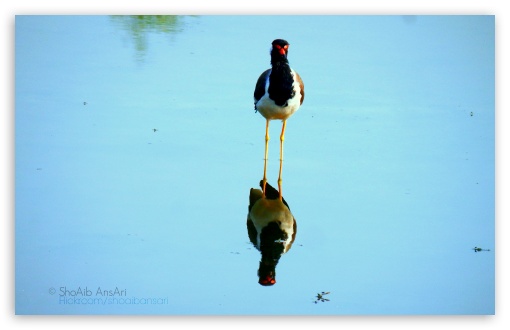 Water Bird - Shoaib Photography UltraHD Wallpaper for UHD 16:9 ; HD 16:9 ; Widescreen 16:10 5:3 ; Fullscreen 4:3 5:4 3:2 ; Mobile 3:5 3:4 ;