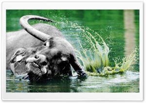 Water Buffalo Ultra HD Wallpaper for 4K UHD Widescreen desktop, tablet & smartphone
