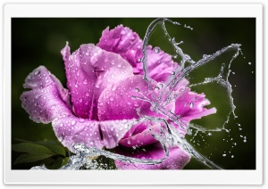 Water Butterfly Ultra HD Wallpaper for 4K UHD Widescreen desktop, tablet & smartphone