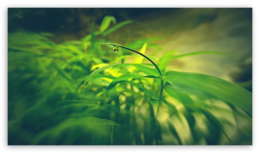 Water drop UltraHD Wallpaper for UHD 16:9 ; HD 16:9 ;