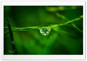 Water Drop on Grass Ultra HD Wallpaper for 4K UHD Widescreen desktop, tablet & smartphone