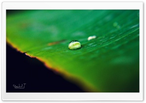 Water Drop on Green Leaf Ultra HD Wallpaper for 4K UHD Widescreen desktop, tablet & smartphone