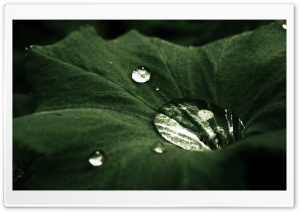 Water Drop On Leaf Ultra HD Wallpaper for 4K UHD Widescreen desktop, tablet & smartphone