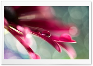 Water Drop On Pink Petal Ultra HD Wallpaper for 4K UHD Widescreen desktop, tablet & smartphone