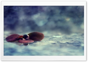 Water Drop On Purple Leaves Ultra HD Wallpaper for 4K UHD Widescreen desktop, tablet & smartphone