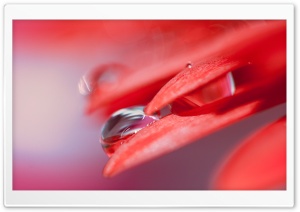 Water Drop On Red Petal Ultra HD Wallpaper for 4K UHD Widescreen desktop, tablet & smartphone