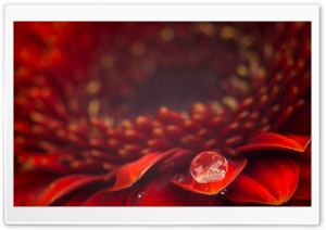 Water Drop, Red Gerbera Daisy Flower, Macro Ultra HD Wallpaper for 4K UHD Widescreen desktop, tablet & smartphone