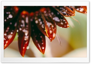Water Droplets Ultra HD Wallpaper for 4K UHD Widescreen desktop, tablet & smartphone