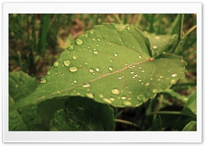 Water Drops Ultra HD Wallpaper for 4K UHD Widescreen desktop, tablet & smartphone