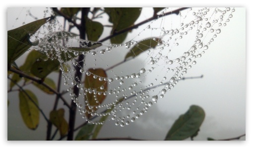 Water Drops In Spider Web UltraHD Wallpaper for 8K UHD TV 16:9 Ultra High Definition 2160p 1440p 1080p 900p 720p ;