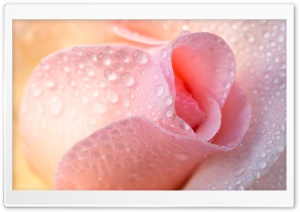 Water Drops, Light Pink Rose Ultra HD Wallpaper for 4K UHD Widescreen desktop, tablet & smartphone