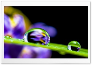 Water Drops on a Blade Of Grass Ultra HD Wallpaper for 4K UHD Widescreen desktop, tablet & smartphone