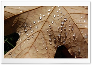 Water Drops On A Dried Maple Leaf Ultra HD Wallpaper for 4K UHD Widescreen desktop, tablet & smartphone