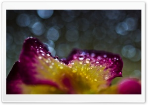 Water Drops On A Flower Ultra HD Wallpaper for 4K UHD Widescreen desktop, tablet & smartphone