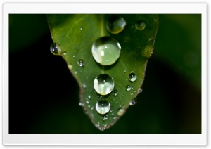 Water Drops On A Leaf Ultra HD Wallpaper for 4K UHD Widescreen desktop, tablet & smartphone