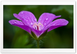 Water Drops on a Purple Flower Ultra HD Wallpaper for 4K UHD Widescreen desktop, tablet & smartphone