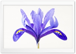 Water Drops on a Purple Iris Flower Ultra HD Wallpaper for 4K UHD Widescreen desktop, tablet & smartphone