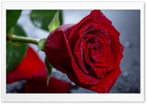 Water Drops on a Red Rose Macro 4K UHD Wallpaper for Widescreen and UltraWide Desktop, UltraHD TV, Smartphone, Tablet