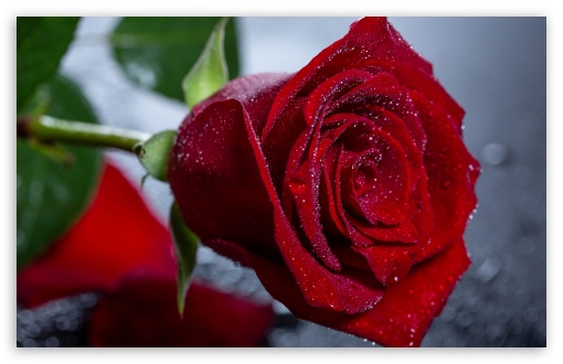 Water Drops on a Red Rose Macro UltraHD Wallpaper for UHD 16:9 ; HD 16:9 ; UltraWide 21:9 24:10 ; Widescreen 16:10 5:3 ; Fullscreen 4:3 5:4 3:2 ; Tablet 1:1 ;