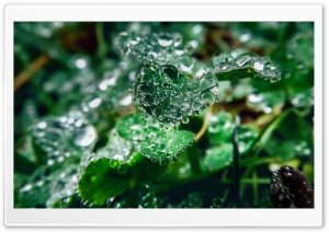 Water Drops On Clover Leaves Ultra HD Wallpaper for 4K UHD Widescreen desktop, tablet & smartphone