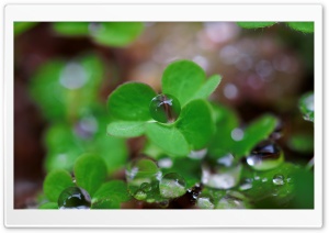 Water Drops on Clover, Macro 4K UHD Wallpaper for Widescreen and UltraWide Desktop, UltraHD TV, Smartphone, Tablet