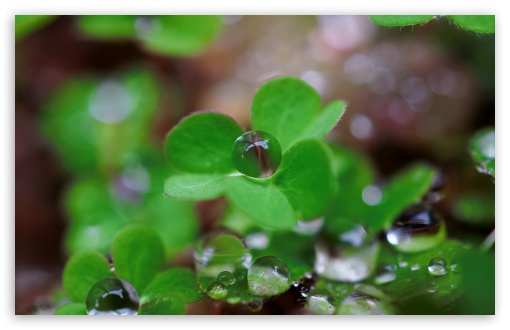 Water Drops on Clover, Macro UltraHD Wallpaper for UHD 16:9 ; HD 16:9 ; UltraWide 21:9 24:10 32:9 32:10 ; Widescreen 16:10 5:3 ; Fullscreen 4:3 5:4 3:2 ; Tablet 1:1 ; Mobile 9:16 10:16 2:3 3:5 3:4 ; Dual 16:10 5:3 16:9 4:3 5:4 3:2 ;