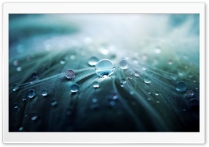 Water Drops On Feather Macro Ultra HD Wallpaper for 4K UHD Widescreen desktop, tablet & smartphone