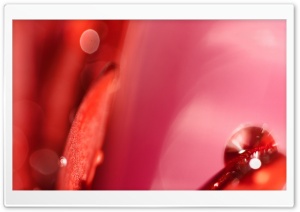 Water Drops On Flower Ultra HD Wallpaper for 4K UHD Widescreen desktop, tablet & smartphone