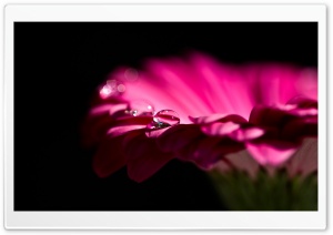 Water Drops on Gerbera Petals Ultra HD Wallpaper for 4K UHD Widescreen desktop, tablet & smartphone