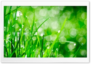 Water Drops On Grass Ultra HD Wallpaper for 4K UHD Widescreen desktop, tablet & smartphone