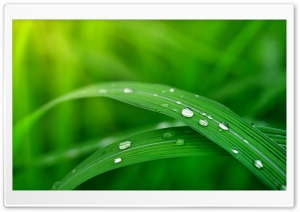 Water Drops on Green Grass Aesthetic Ultra HD Wallpaper for 4K UHD Widescreen Desktop, Lockscreen, Screensaver, TV, Tablet, Smartphone