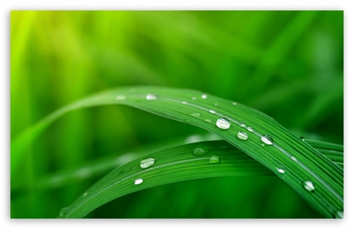 Water Drops on Green Grass Aesthetic UltraHD Wallpaper for UHD 16:9 ; HD 16:9 ; UltraWide 21:9 24:10 32:9 32:10 ; Widescreen 16:10 5:3 ; Fullscreen 4:3 5:4 3:2 ; Tablet 1:1 ; Mobile 9:16 9:19.5 9:20 9:21 9:22 10:16 2:3 3:5 3:4 ; Dual 16:10 5:3 16:9 4:3 5:4 3:2 ;