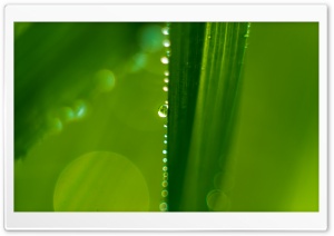 Water Drops on Green Grass Leaf Ultra HD Wallpaper for 4K UHD Widescreen desktop, tablet & smartphone