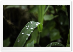 Water Drops On Leaf HD Ultra HD Wallpaper for 4K UHD Widescreen desktop, tablet & smartphone