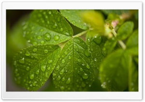 Water Drops On Leaves Ultra HD Wallpaper for 4K UHD Widescreen desktop, tablet & smartphone